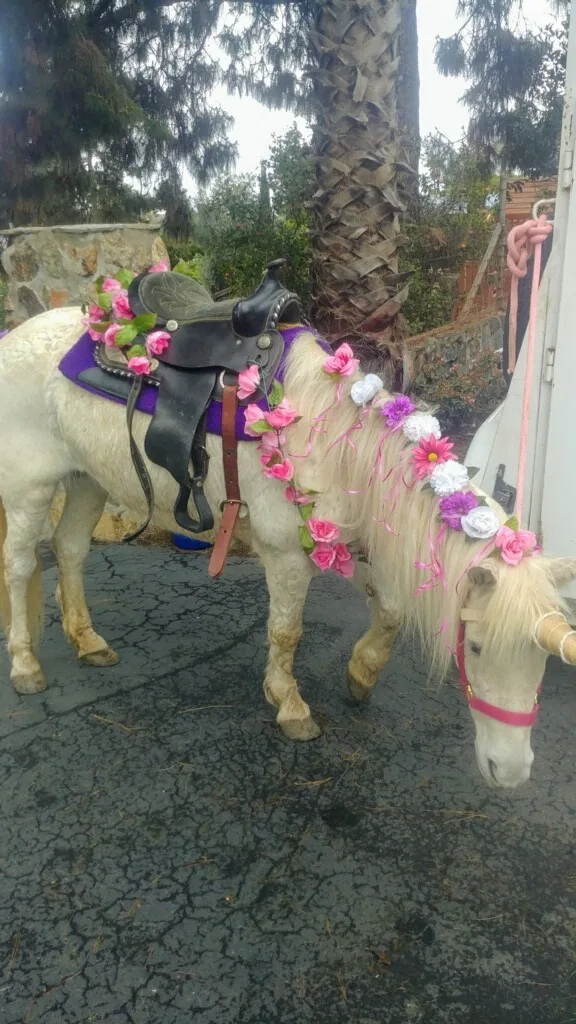 A small child sitting safely on a pony led by a handler in a park setting in Carson, CA