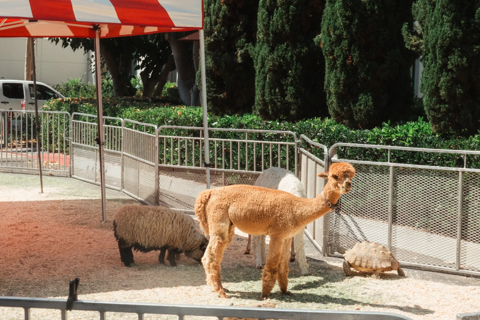 A portable petting zoo enclosure with children brushing a small goat while a handler supervises